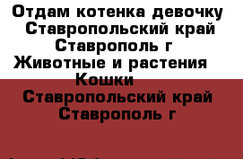 Отдам котенка девочку - Ставропольский край, Ставрополь г. Животные и растения » Кошки   . Ставропольский край,Ставрополь г.